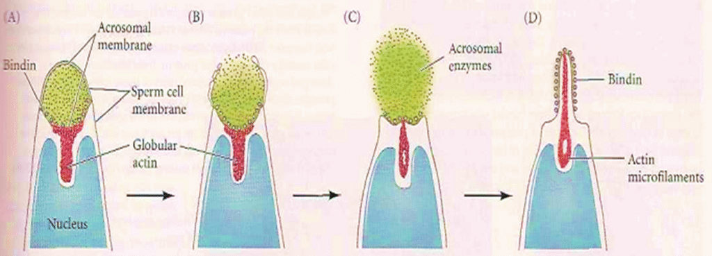 The Acrosome Reaction Image 1 1024x369