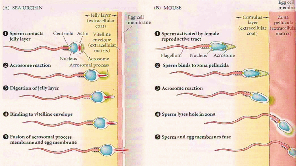 Introduction to Fertilization Image 1024x576