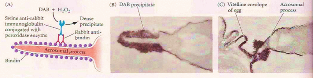 The Acrosome Reaction Image 2 1024x256