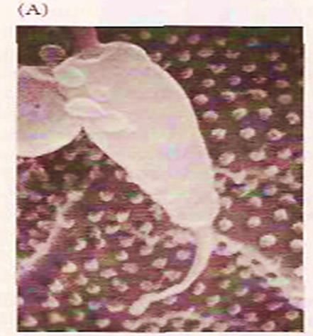 The Acrosome Reaction Image 3