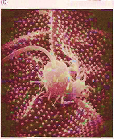 The Acrosome Reaction Image 4