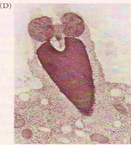 The Acrosome Reaction Image 6