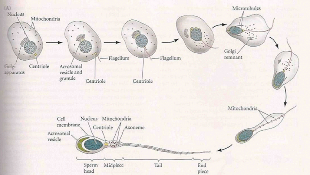 Detailed Structure of Sperm Image 7 1024x577