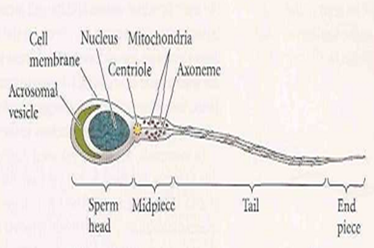 Detailed Structure of Sperm Image 8