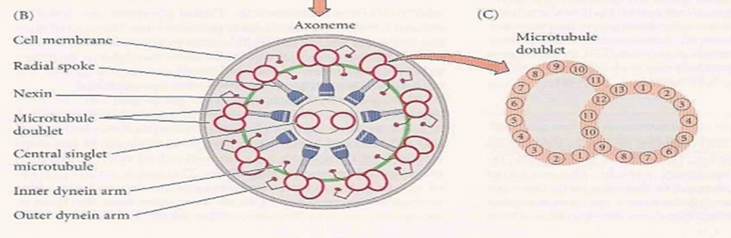 Detailed Structure of Sperm Image 9 1024x334