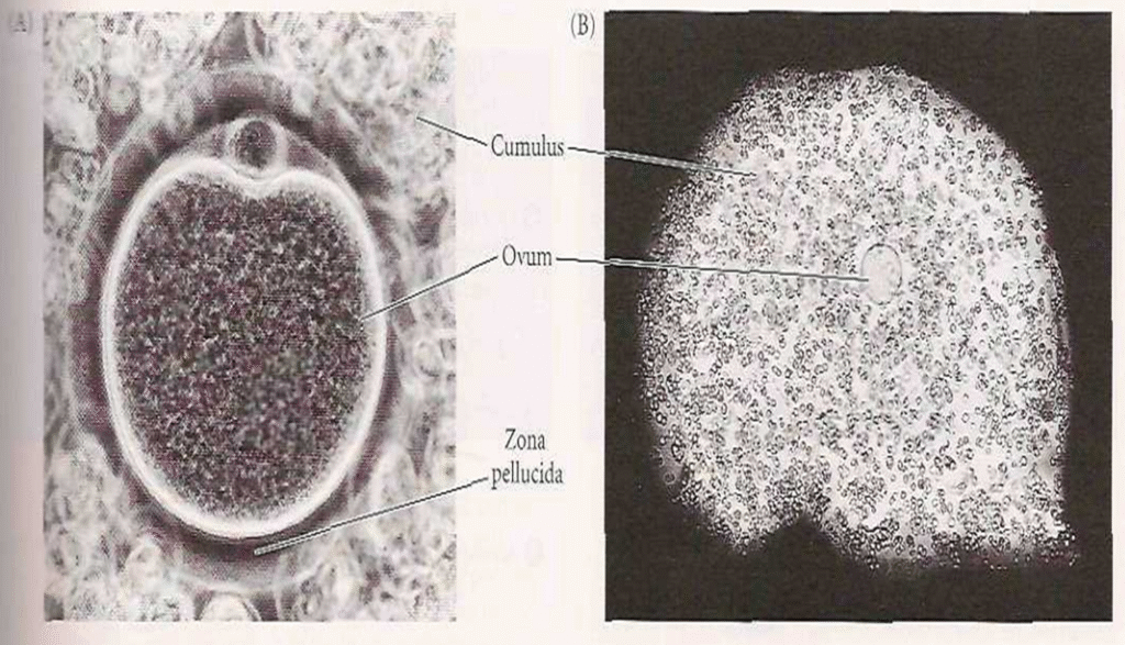 Detail Structure of Egg Image 1 1024x587