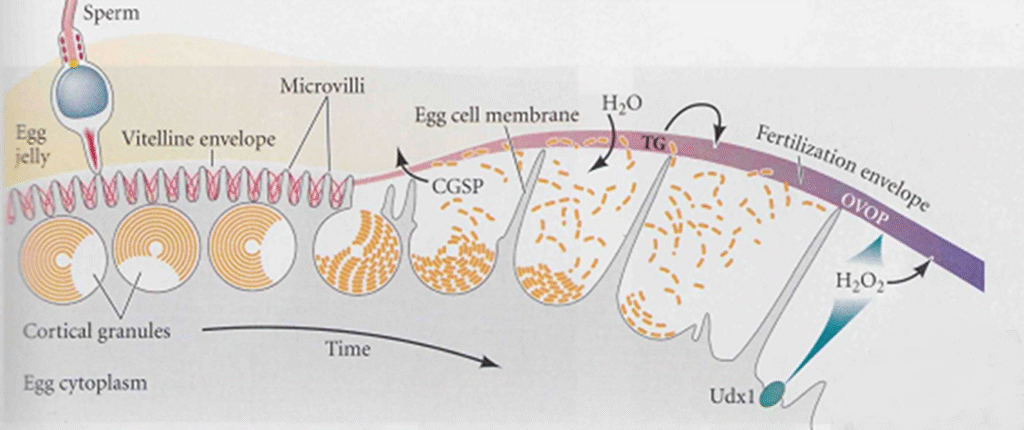 Polyspermy and block to polyspermy Image 10 1024x430