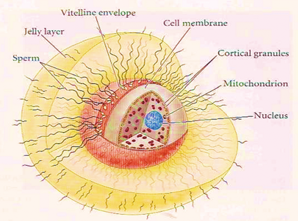 Detail Structure of Egg Image 1024x761