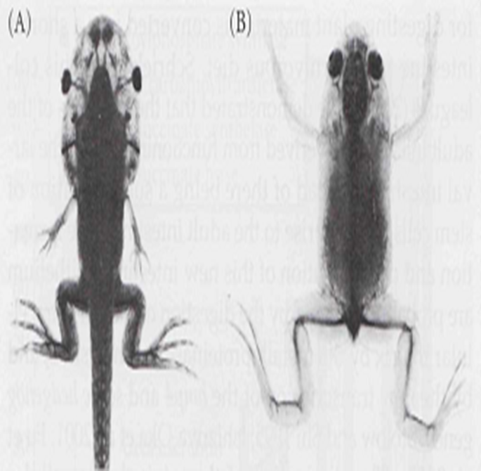 Metamorphosis in Amphibians Image 11