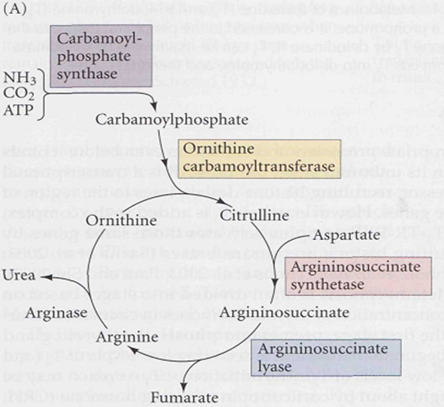 Metamorphosis in Amphibians Image 14