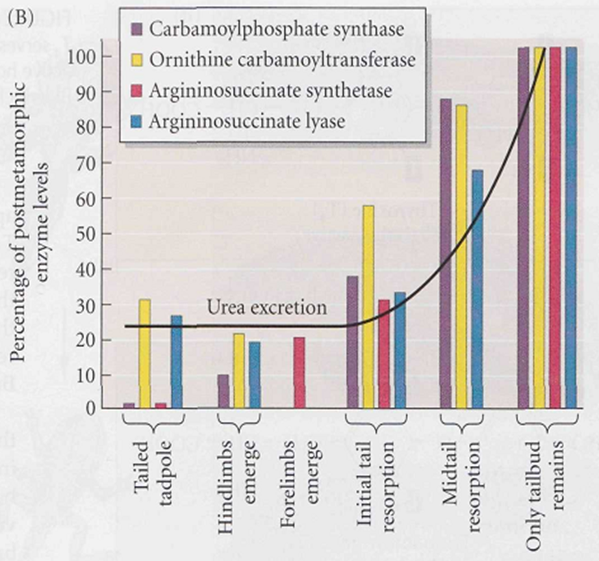 Metamorphosis in Amphibians Image 15