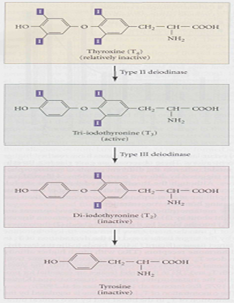 Hormonal Control of frog Metamorphosis Image 16