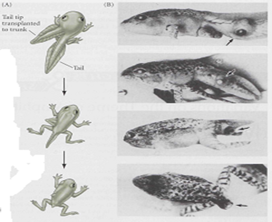Hormonal Control of frog Metamorphosis Image 17