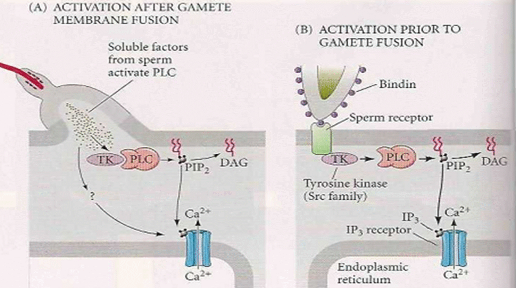 The activation of egg's metabolism Image 18 1024x571