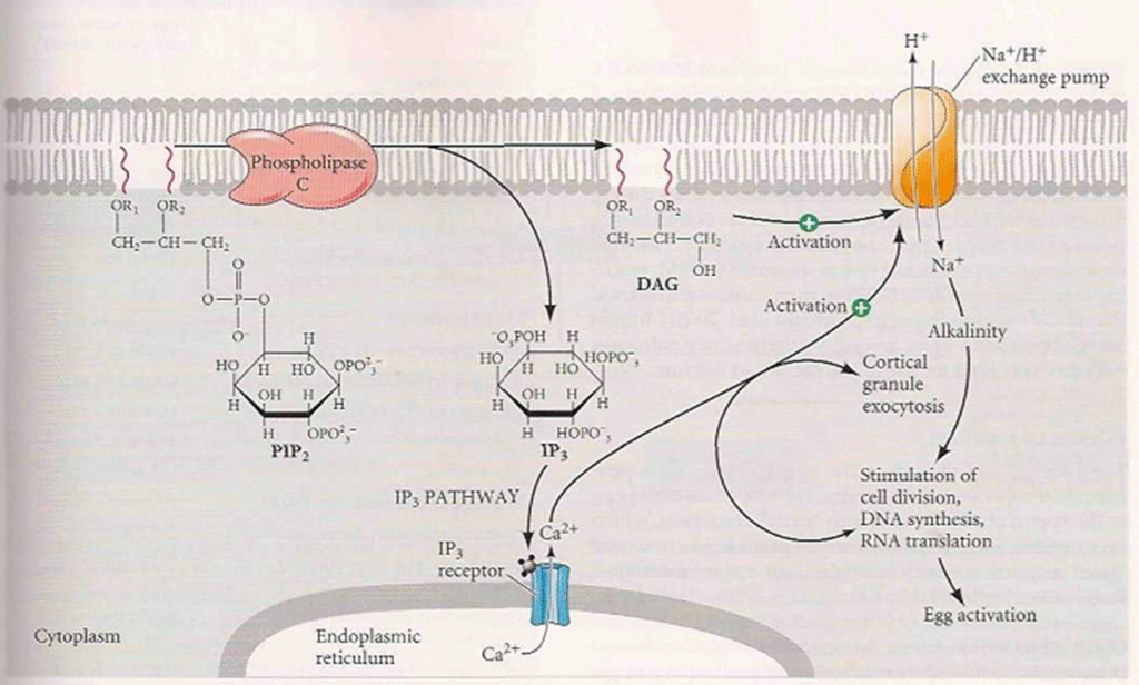 The activation of egg's metabolism Image 19 1024x616
