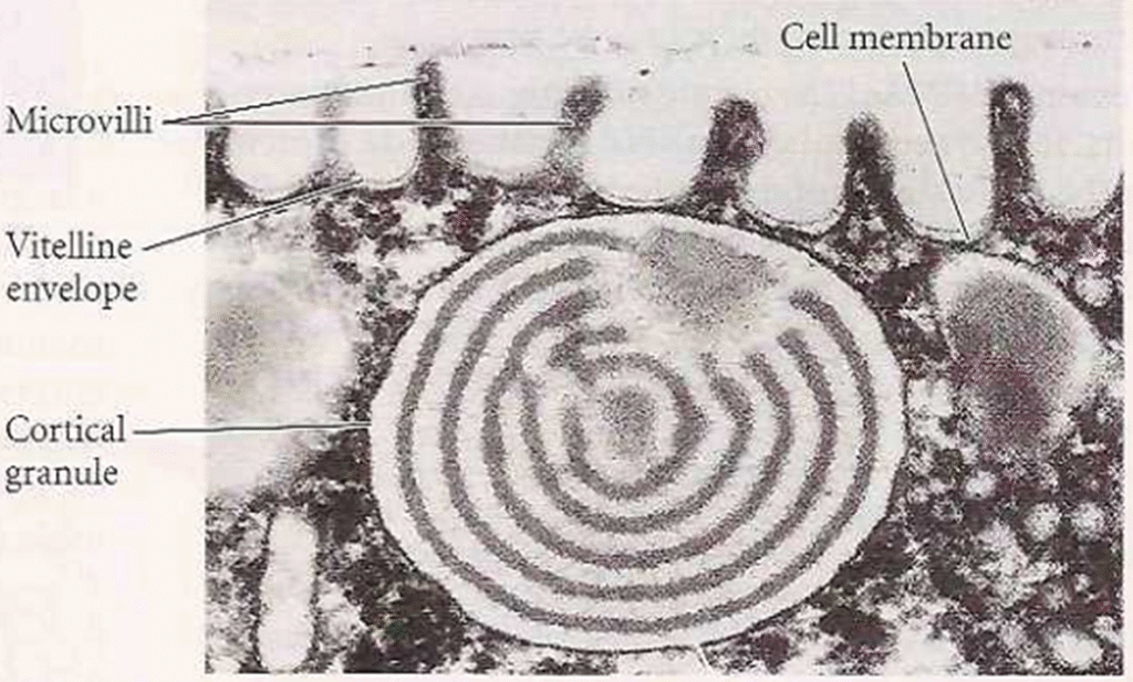 Detail Structure of Egg Image 2 1024x617