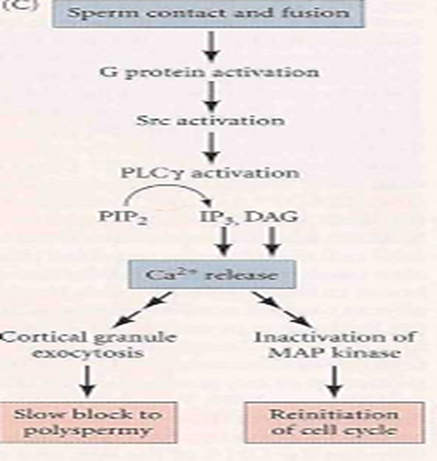 The activation of egg's metabolism Image 20