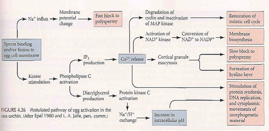 The activation of egg's metabolism Image 21 1024x501