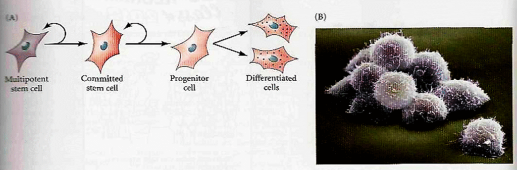 The Stem Cell Concept A brief view Image 22 1024x337