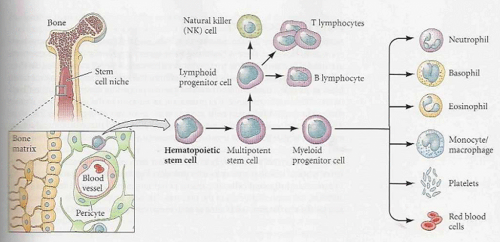 The Stem Cell Concept A brief view Image 23 1024x495