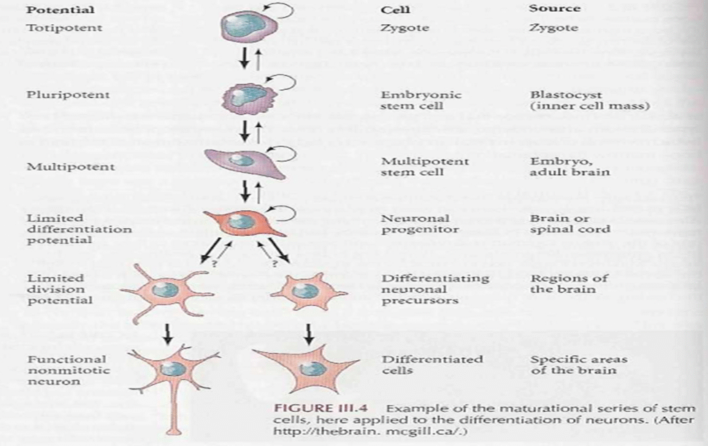 The Stem Cell Concept A brief view Image 24 1024x645