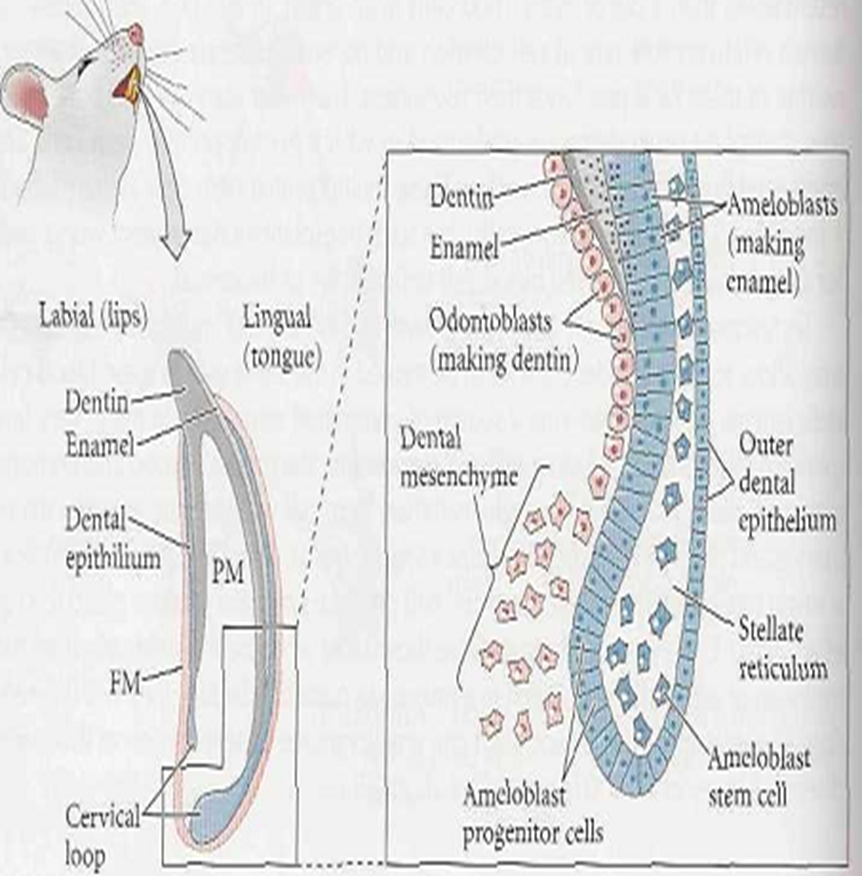 The Stem Cell Concept A brief view Image 25