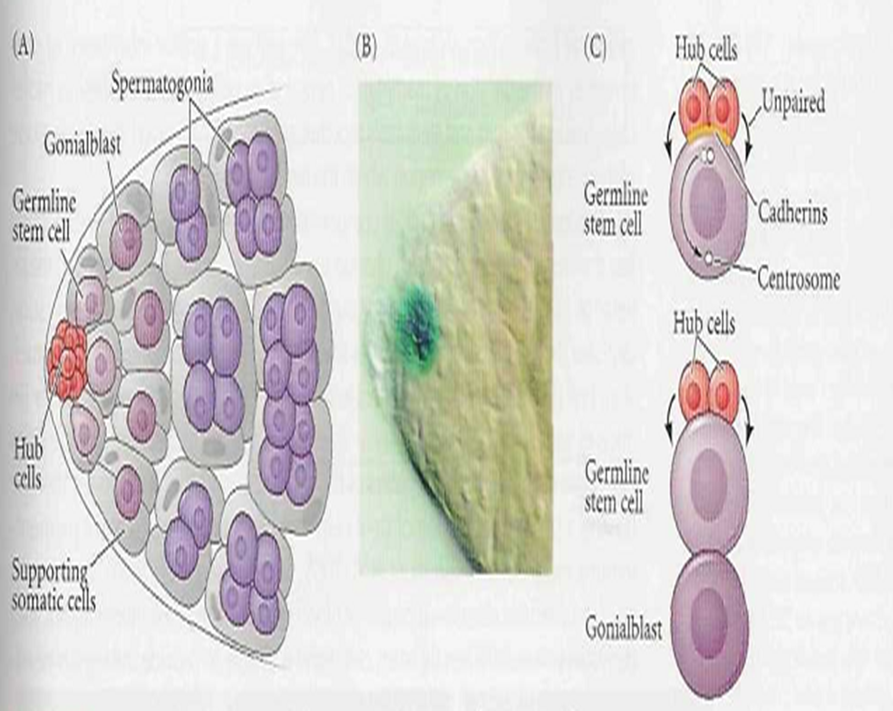 The Stem Cell Concept A brief view Image 26
