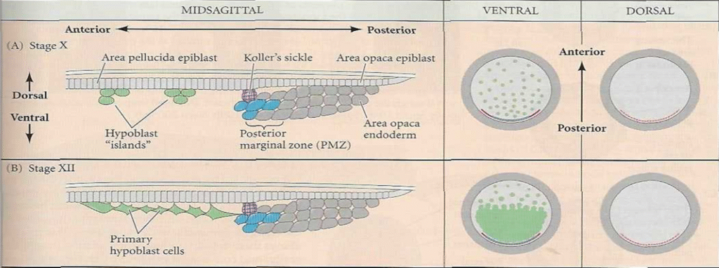 Stages of Cleavage in birds Image 28 1024x382