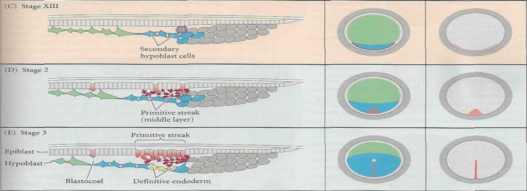 Stages of Cleavage in birds Image 29 1024x371