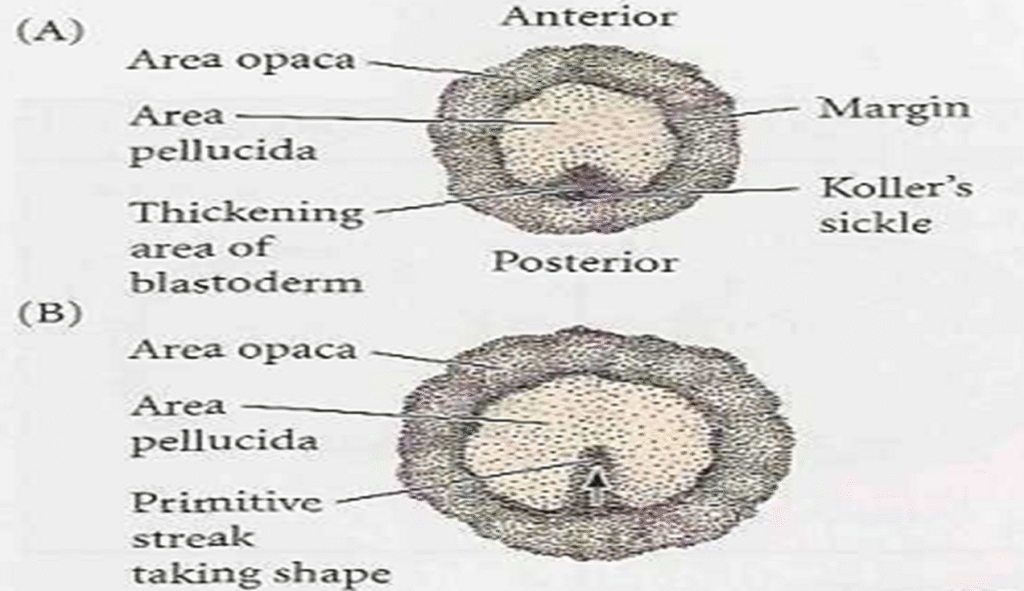Stages of Cleavage in birds Image 30 1024x591