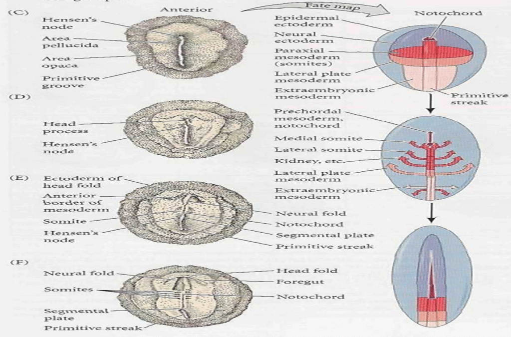 Stages of Cleavage in birds Image 31 1024x675