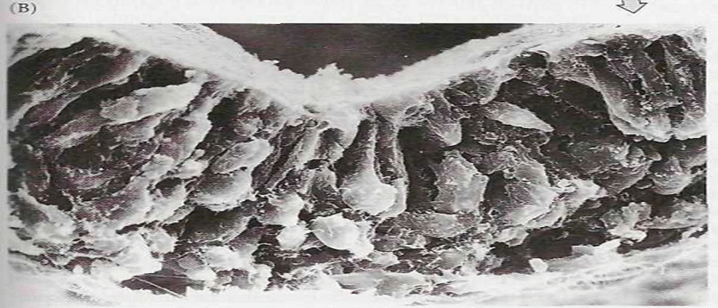 Stages of Cleavage in birds Image 33 1024x440