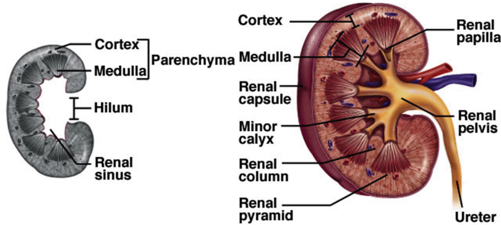 Function and Anatomy of kidney Image 35 1024x461