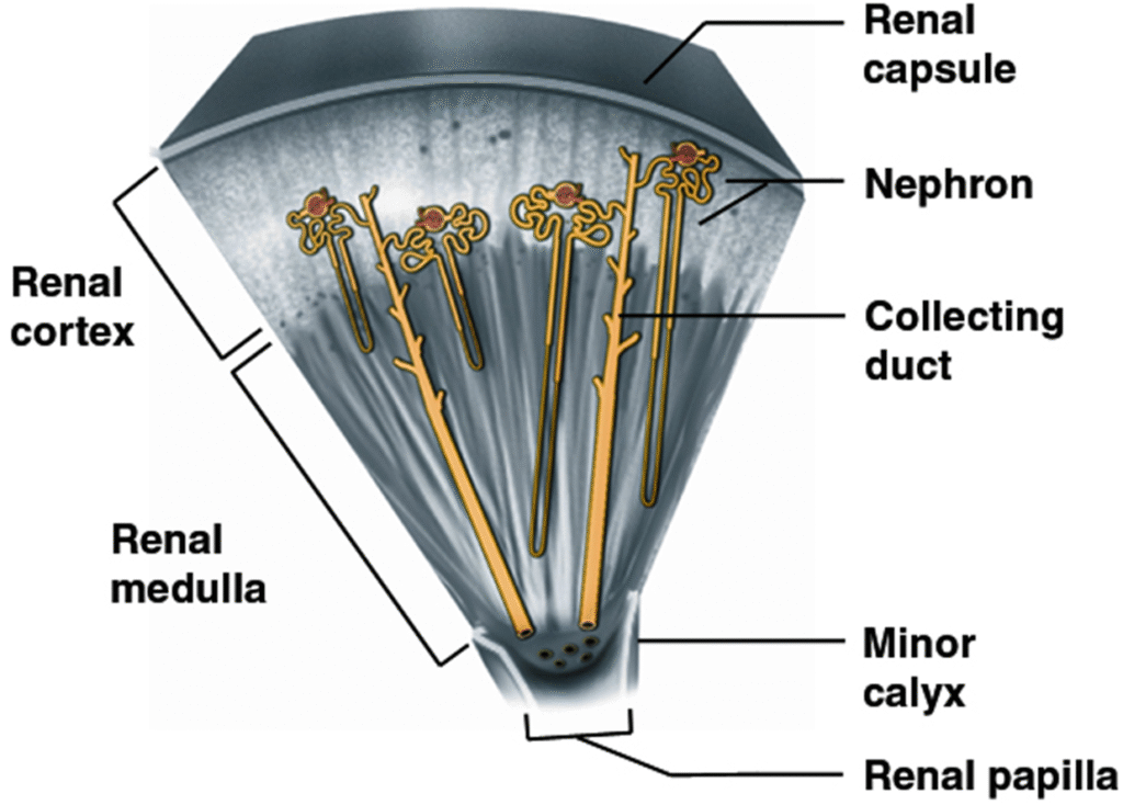 Function and Anatomy of kidney Image 36 1024x734