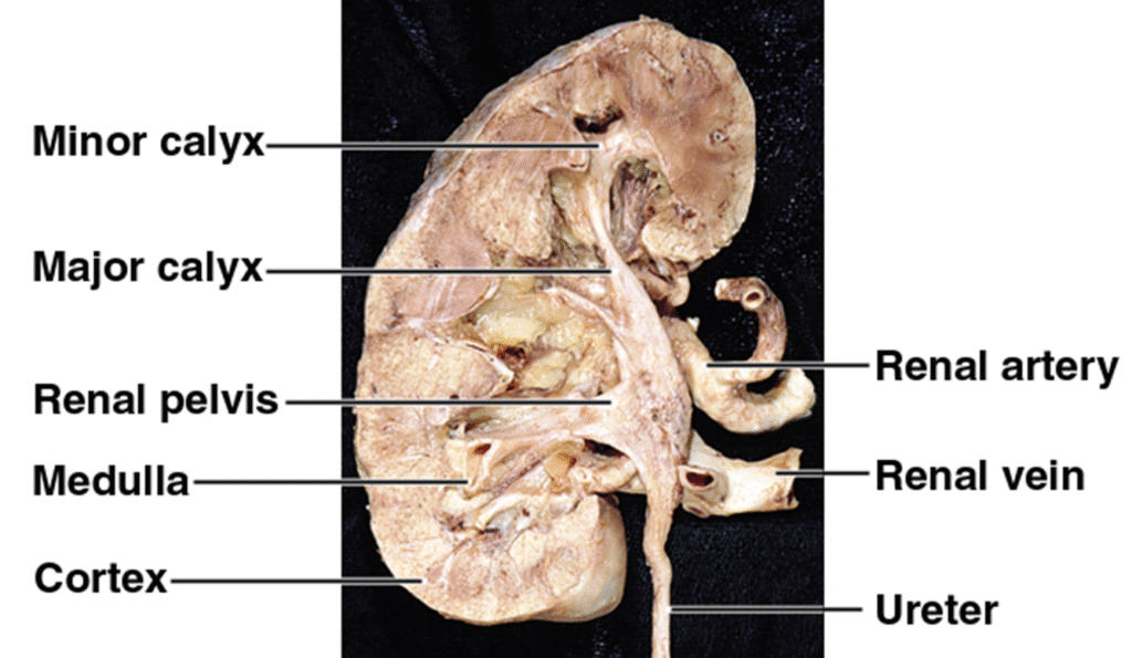 Function and Anatomy of kidney Image 37 1024x595