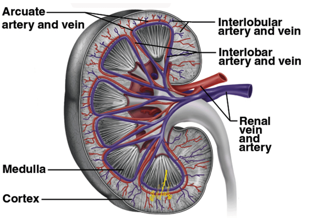 Function and Anatomy of kidney Image 38 1024x719