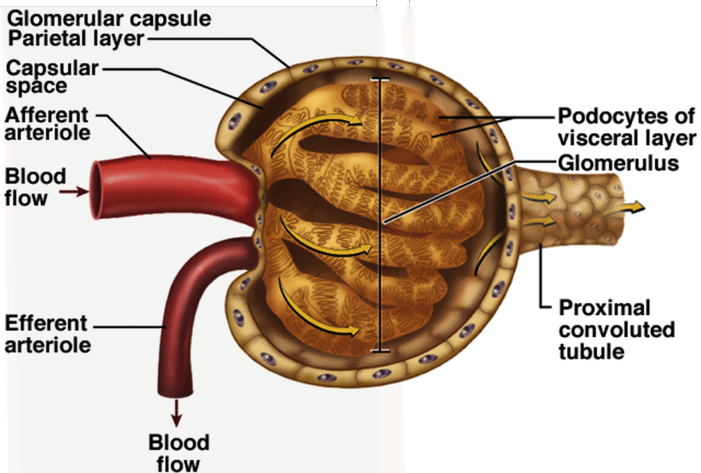 Function and Anatomy of kidney Image 39 1024x691