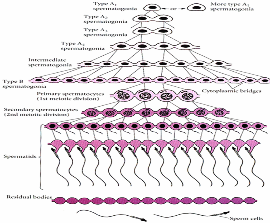 Process of SPERMATOGENESIS Image 4 1024x847