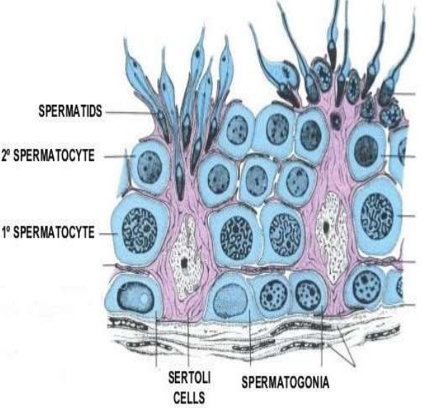 Process of SPERMATOGENESIS Image 6