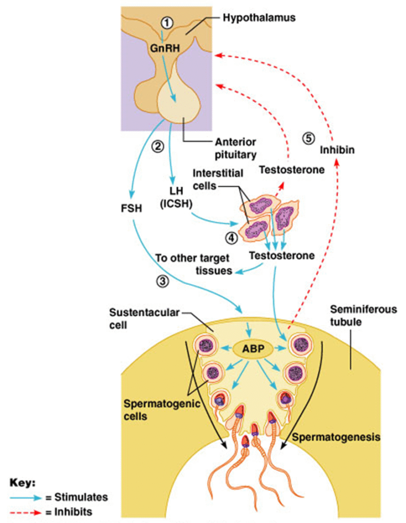 Process of SPERMATOGENESIS Image 7 796x1024