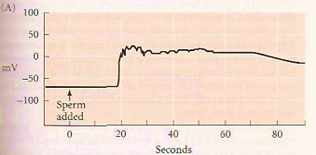 Polyspermy and block to polyspermy Image 9 1024x502