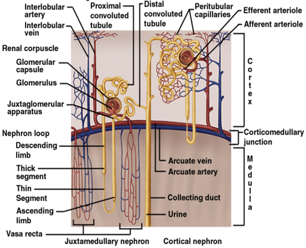 Nephron Basic unit of kidney Image 1 1024x831