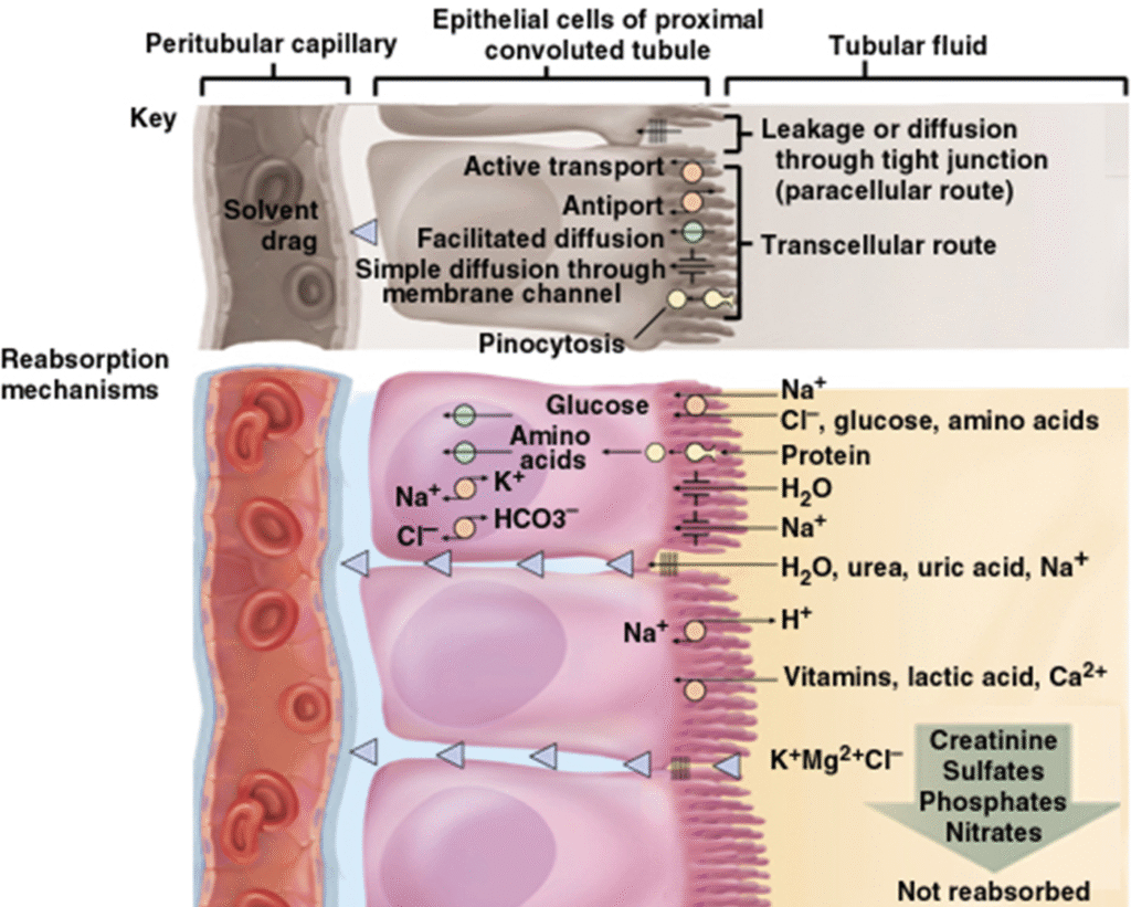 Glomerulus filtration rate (GFR) control Image 10 1024x821
