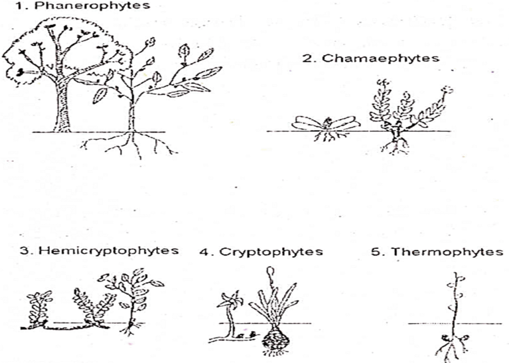 Community Ecology and stratification image