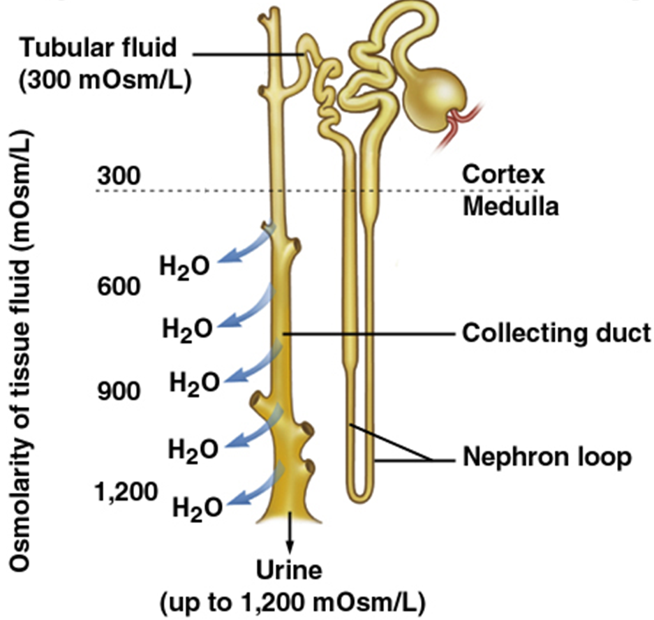 Glomerulus filtration rate (GFR) control Image 11