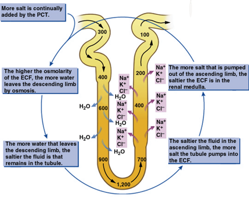 Glomerulus filtration rate (GFR) control Image 12 1024x808