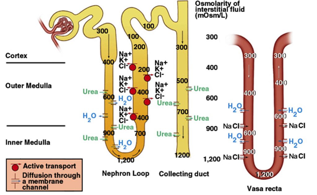 Glomerulus filtration rate (GFR) control Image 13 1024x633