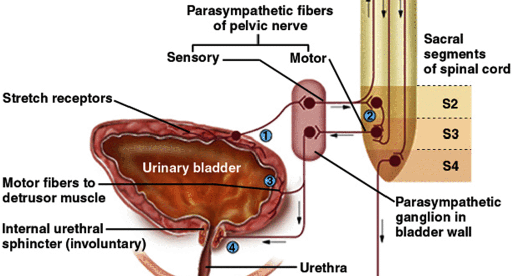 Urine composition, control and storage Image 17 1024x550