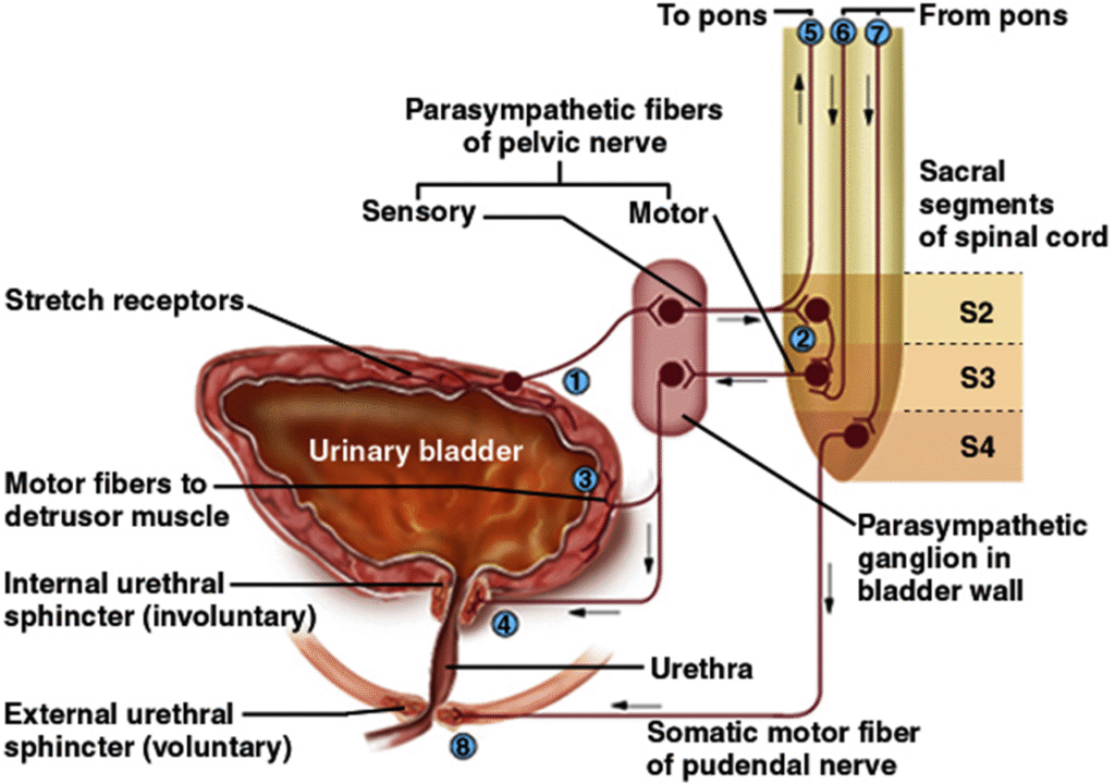 Urine composition, control and storage Image 18 1024x720