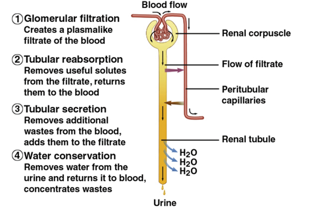 Nephron Basic unit of kidney Image 2 1024x681